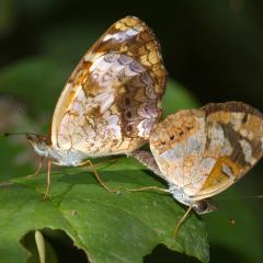 Batarazas ntimas.