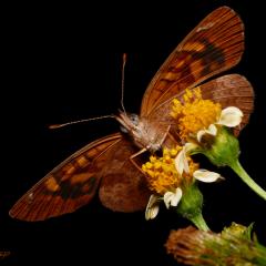Mariposita del Palmar