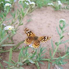 mini Mariposa