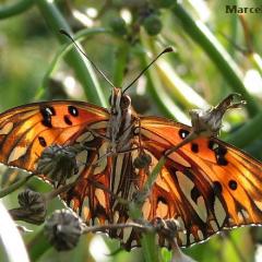 Lepidoptera