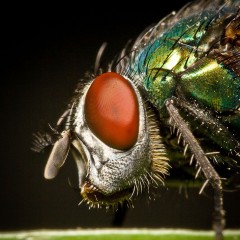 Mosca de la carne