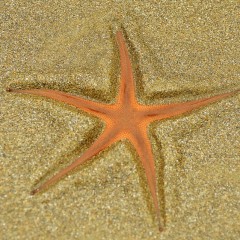 Estrella de Mar