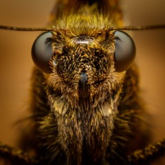 Retrato Mariposa