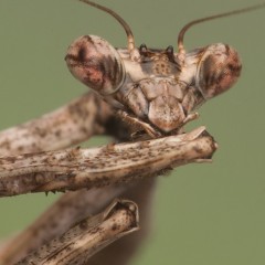 Limpieza