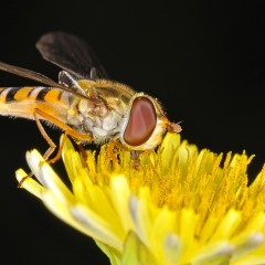 sirfidae
