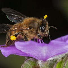 abeja