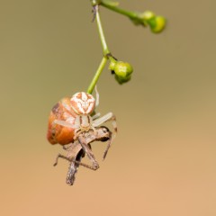 Trampa de color