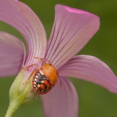 Naranjita