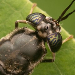 Hermetia illucens