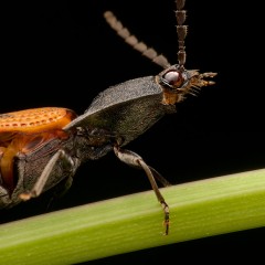 Conoderus scalaris