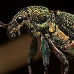 Gorgojo reluciente