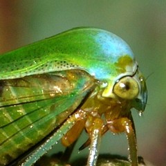 Membrcido