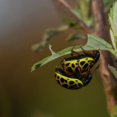 Contina la especie