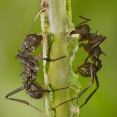 Equipo de poda