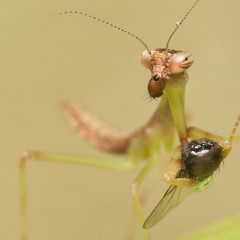 Ricos ojos