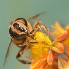 Eristalis Tenax