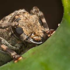 Agazapado