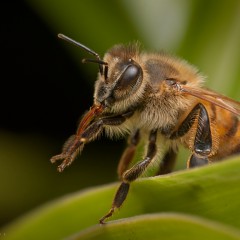 Estirando la lengua