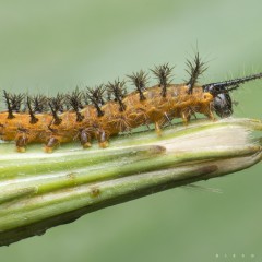 Oruguita
