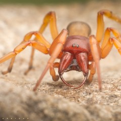 Crocata
