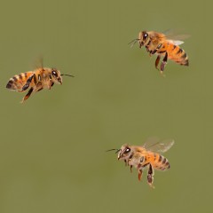 Abejas !!