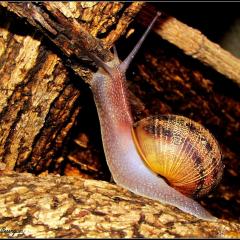Mi amigo el caracol