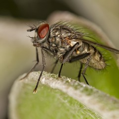 mosquita...
