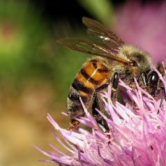 Abeja