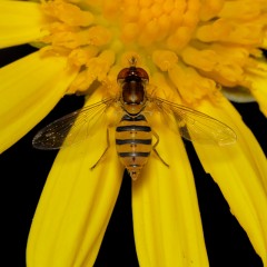 FLOR DE MOSCA