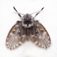 Mosca de la Humedad. Apilado