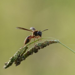 Avispita