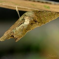 Pupa o crislida