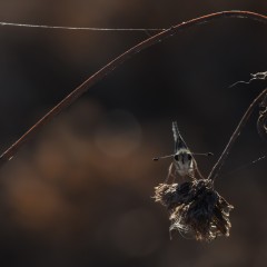 Contraluz
