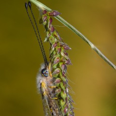 Bijou