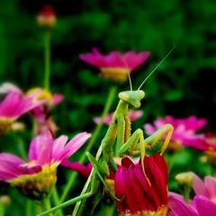 Mantis