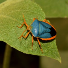 Pentatmido