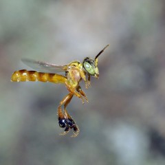 Melipona Congelada