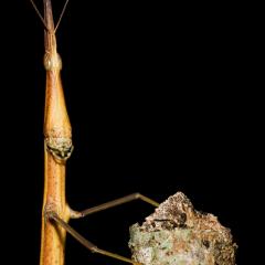Baculum extradentatum
