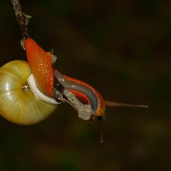 Contorsionista