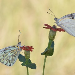 Esencia de otoo .