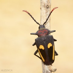 Escarabajo.