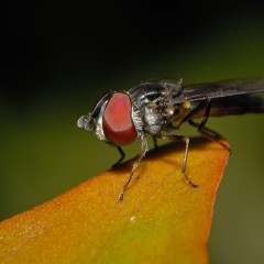 sirfido.....