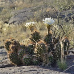 Cactus en flor