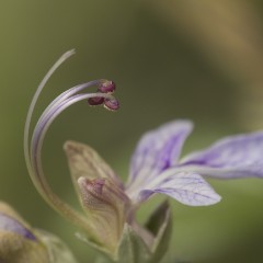 Belleza de primavera