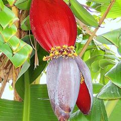 Prehistorica Tropical