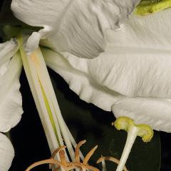 Flor de la RECS