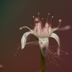Florecen mis yuyos