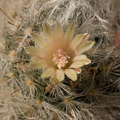 Flor de Cactus