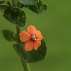 Flor naranja...
