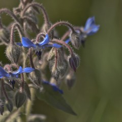 Borraja